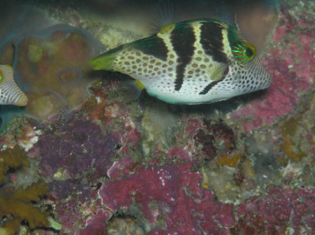 Canthigaster valentini 00479.JPG